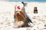 YORKSHIRE TERRIER 152